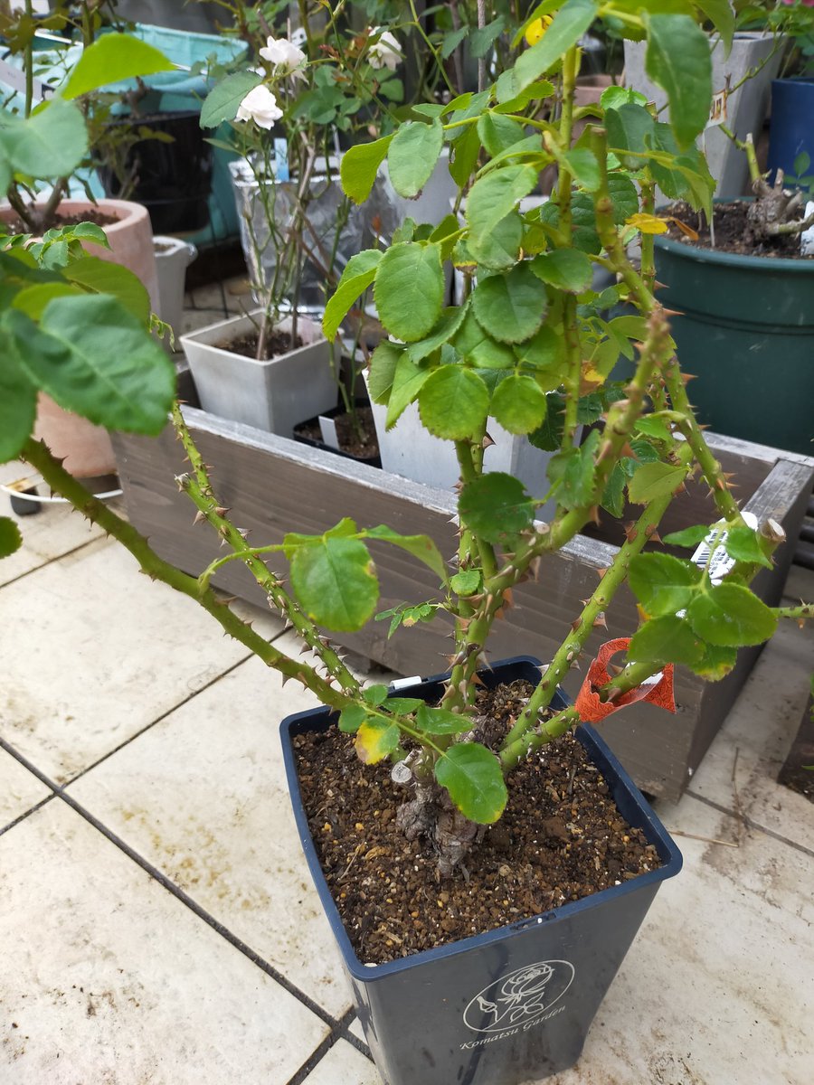 Top Tweets For 根詰まり Twstalker