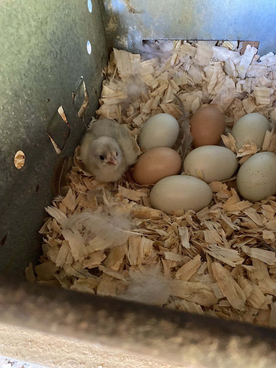 HRHAprilG's tweet photo. #HRH #baby #chicks #news #photo #photographer https://t.co/E9SB4PjYq1