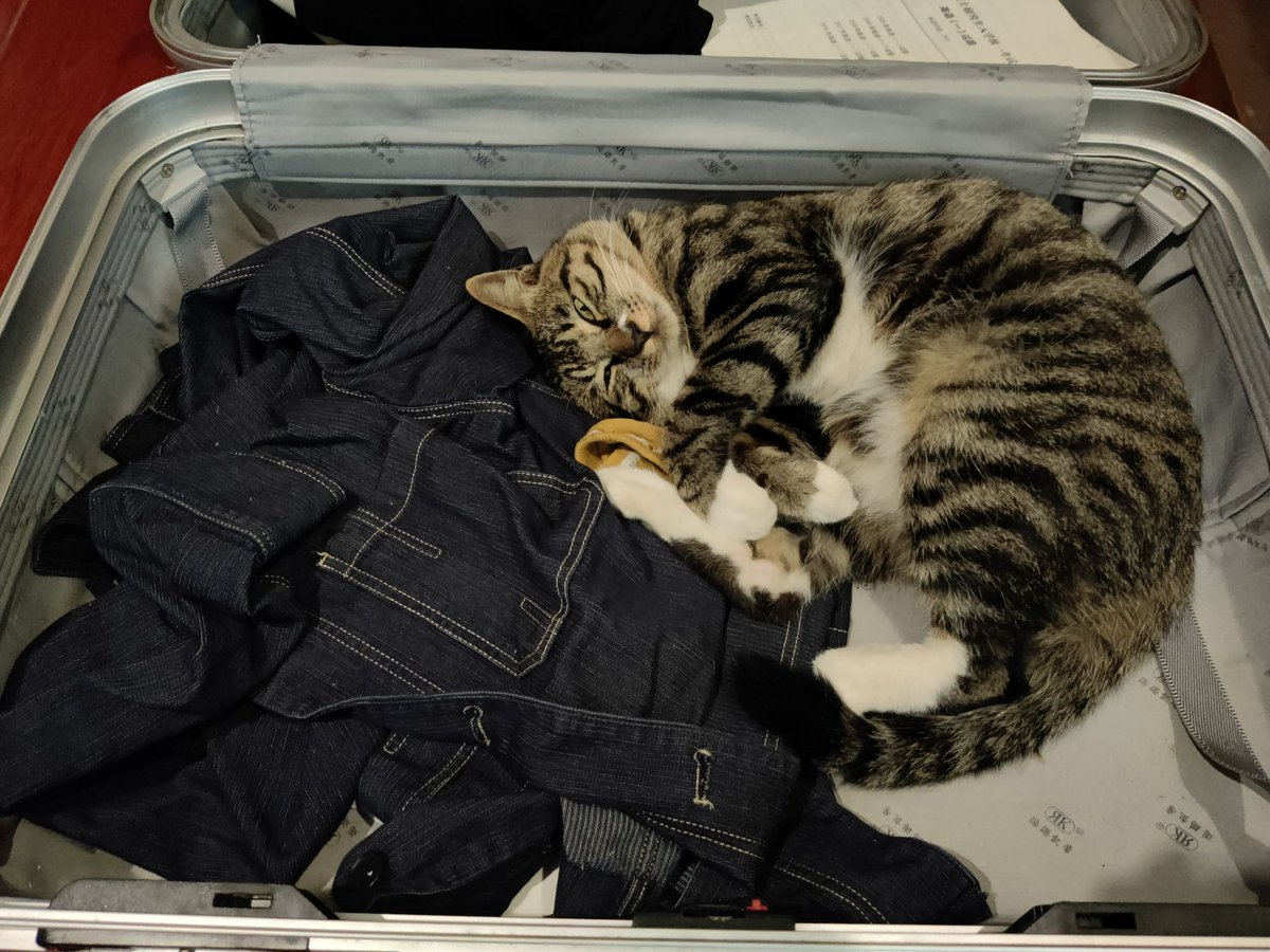 Cyx53301140's tweet photo. 表弟的猫🐱 https://t.co/DrS0WD4v4M