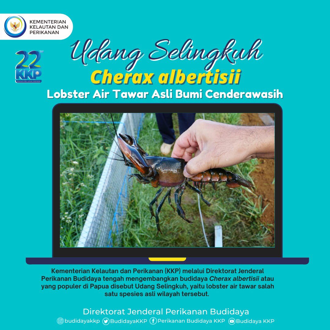 BudidayaKKP's tweet photo. Siang, #SahabatBahari @kkpgoid, mau kenal lebih dekat dengan udang selingkuh, lobster air tawar asli bumi Cenderawasih
#akuakulturuntukmasadepan
#MenteriKelautanPerikanan
#MenteriTrenggono
#SaktiWahyuTrenggono
#MenteriKKP
#ayobudidayaikan
#kkprebound
#indonesiamaju
#cherax https://t.co/A3NTkEzjk3