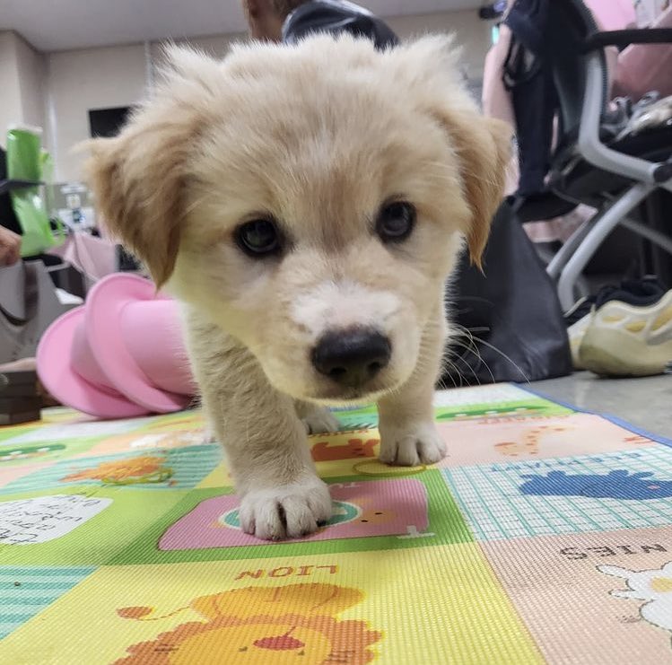SWF_updates's tweet photo. LACHICA Gabee's puppy "Pudding" were loved by the netizens &amp; asked for an update #SWF 

Gabee responds by posting pics of Pudding, who apparently she fostered bc she volunteers at an abandoned dog rescue. Pudding is now already adopted! 

She's now fostering a new dog "Nina"🐶 https://t.co/q7IrLwTF8n