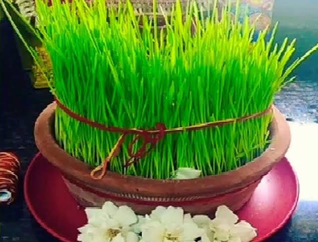 ★ 
हमारे यहां नवरात्रि में जौं बोई जाती है....
मान्यता है कि जब सृष्टी की शुरूआत हुई थी तो पहली फसल जौ ही थी। यह आज के दिन हवन में देवी-देवताओ को अर्पित करते हैं। पूजन बाद इन्हें कर्णं पर सुशोभित किया जाता है...! 
आप सभी को....
#विजयादशमी_की_शुभकामनाएं 🙏