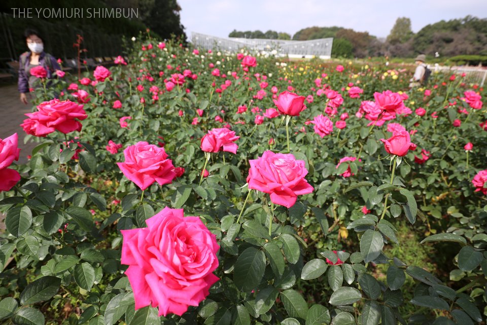 読売新聞写真部 東京都調布市の都立神代植物公園で秋バラが見頃を迎えました ばら園 には約３００種類５０００株が植えられており 甘い香りに包まれています 新型コロナウイルスの感染対策として入場者数を制限しており 来園にはホームページからの事前
