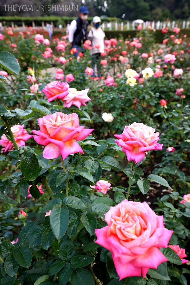 読売新聞写真部 東京都調布市の都立神代植物公園で秋バラが見頃を迎えました ばら園 には約３００種類５０００株が植えられており 甘い香りに包まれています 新型コロナウイルスの感染対策として入場者数を制限しており 来園にはホームページからの事前