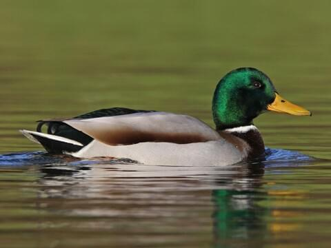 sunsetquasar's tweet image. retweet this duck