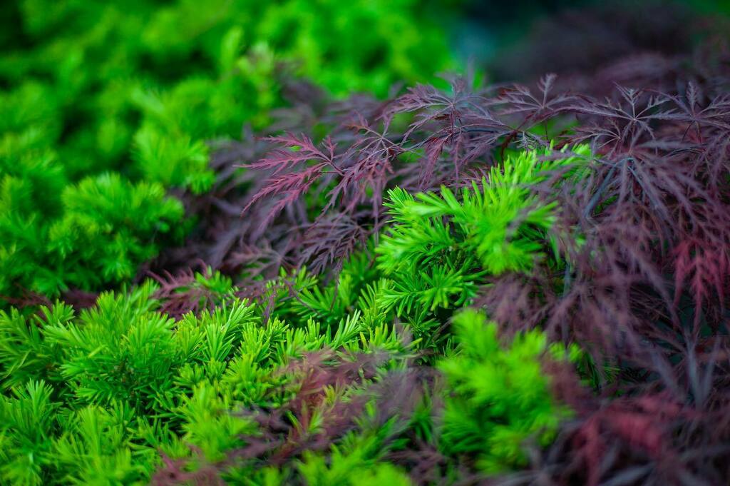 Colorful Tides.
#plants #mingled #tides #waves #leicam9p #leicam9 #summilux50asph #bokeh #blur instagr.am/p/CVCO8HDtGkB/