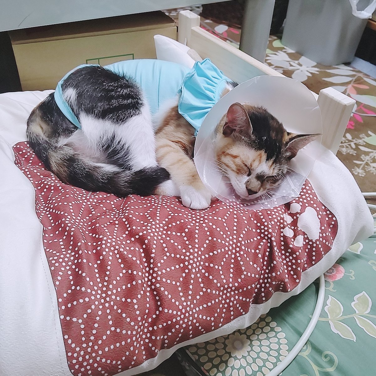 تويتر Kimicoco A على تويتر 2泊3日の避妊手術終えて 手作り感満載なエリザベスカラーで 帰宅しました 先生が 思ったより 小さくなっちゃってと 言ってましたが 笑 全然 平気そうで スヤスヤ寝てます とりあえず ひと安心です T Co 4rmqtea6w9 تويتر Kimicoco A على تويتر 2泊3日の避妊手術終えて 手作り感満載なエリザベスカラーで 帰宅しました 先生が 思ったより 小さくなっちゃってと 言ってましたが 笑 全然 平気そうで スヤスヤ寝てます とりあえず ひと安心です T Co 4rmqtea6w9