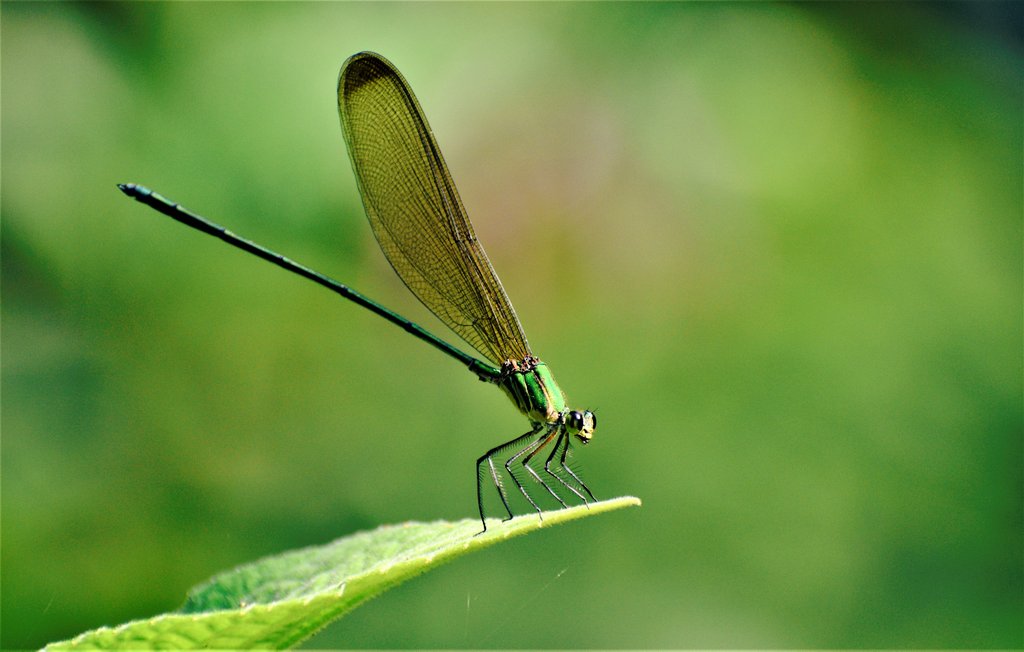 forests_ss's tweet photo. The emerald beauty!

(clear-winged forest glory) https://t.co/v1tbF8maIf