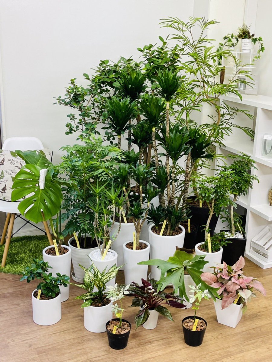 観葉植物のお店 E Ran 10月8日入荷植物です パンダガジュマル エバーフレッシュ ヤシアロエ ドラセナコンパクタ シェフレラコンパクタ モンステラ ビカクシダアルシコルネ カレーの木 コパンダガジュマル アグラオネマ モルナプリムリフローラ