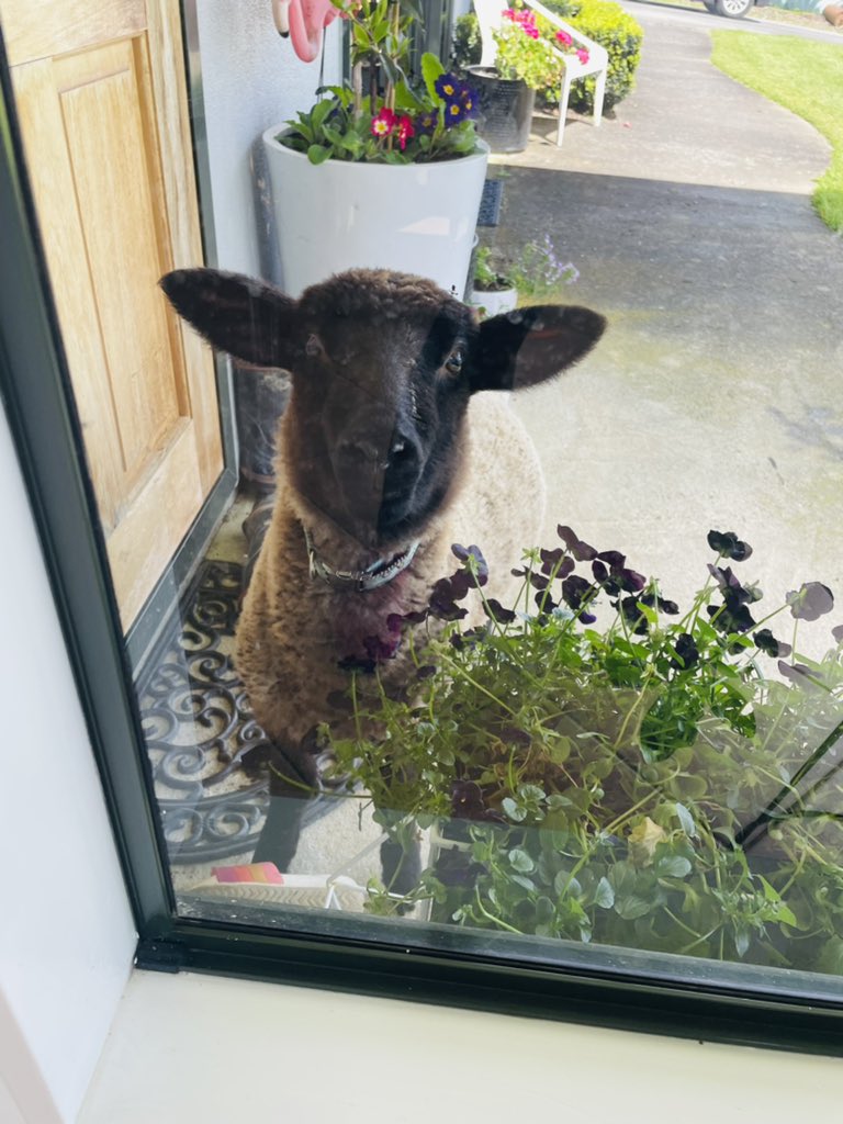 Just had my 2nd vaccination here in NZ. When the nurse said go home and drink loads of water I thought she said cider. I think I am hallucinating…