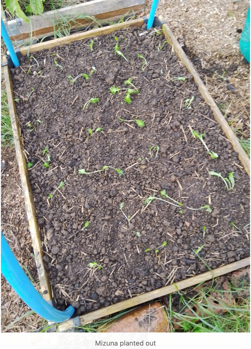Another busy day at the Zen Community Garden in #Coventry with volunteers potting on using our own grown compost and harvesting more food for donation to local good causes! Love early Autumn days! #communitygarden #growyourown #volunteer