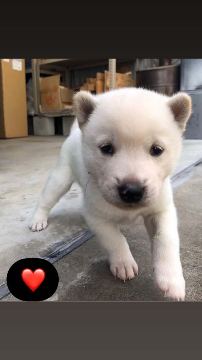 InuKishu's tweet photo. #KISHUARMY SHOULD @elonmusk BUY A #KISHU DOG? They are so cute 😍😍❤️🐶🐶🐶🐶@Tesla @Twitter https://t.co/D7nSHEXEKu