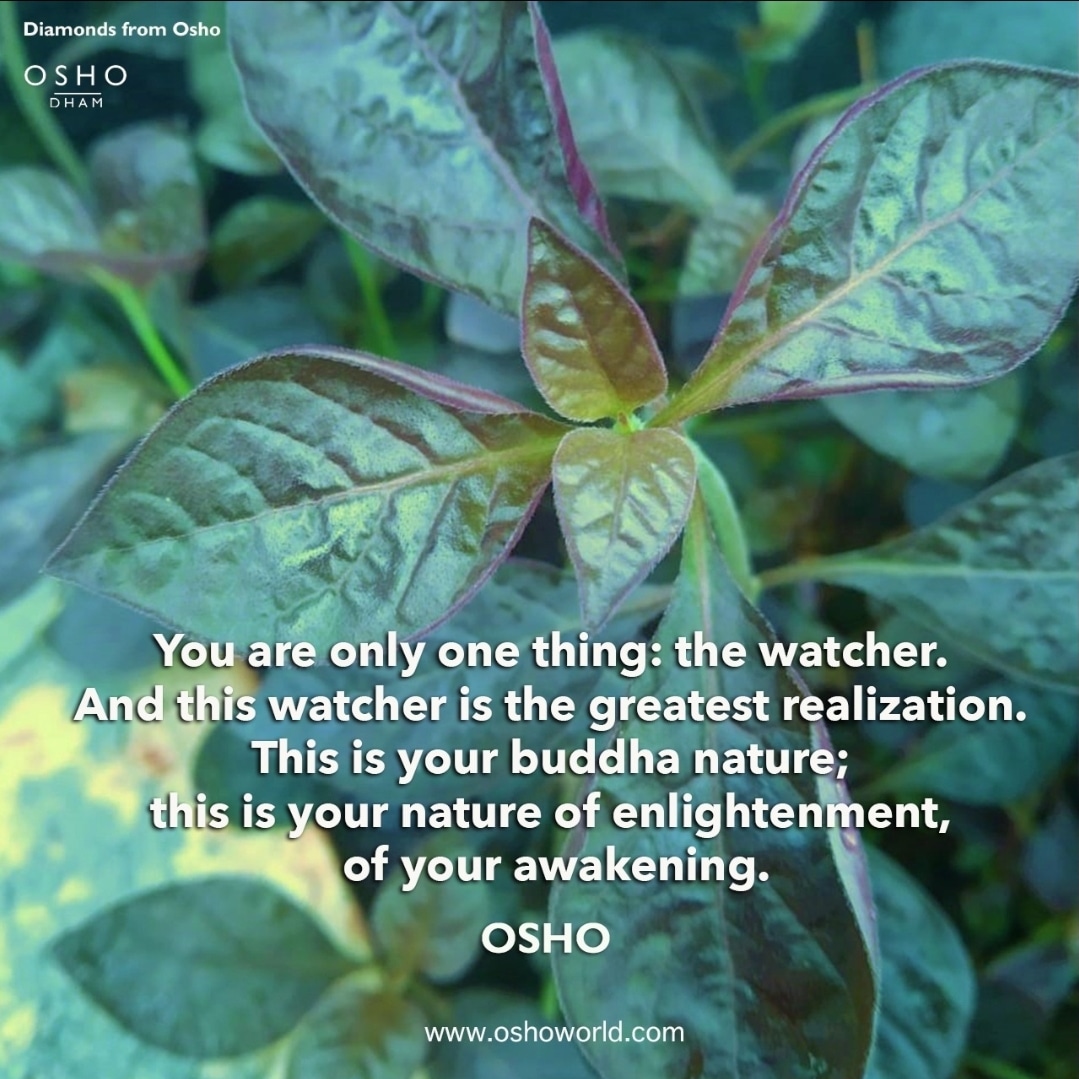 osho_dham_'s tweet photo. Remain a Watcher
Read Full Excerpt......
https://t.co/4J4yEC4uH4
#osho #oshoquotes #oshodham #oshodhyanmandir #spirituality #meditation #mindfulness #Witnessing #transcendence #psychology #netineti #Upanishads #happiness #unhappiness #life #death #light #dark #indefinable https://t.co/KpLAG8qSYR