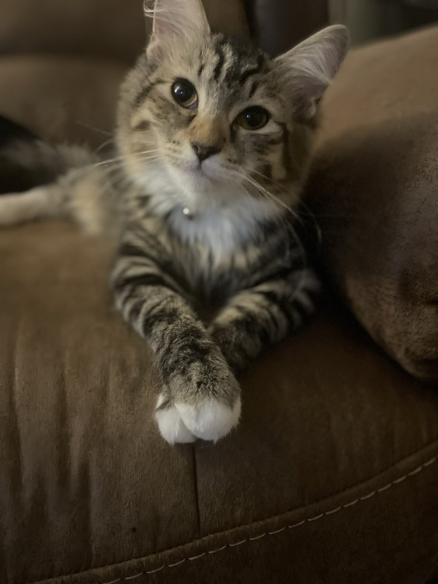 Mloveit2's tweet photo. My baby #BMO aka Fluffy π he has so many personalities β¨
#tabbycat #CatsOfTwitter #ClassyCat #Mess2Message #YoungestKit #Crystal #Healer #Energy #Lion https://t.co/D3Q948htdR