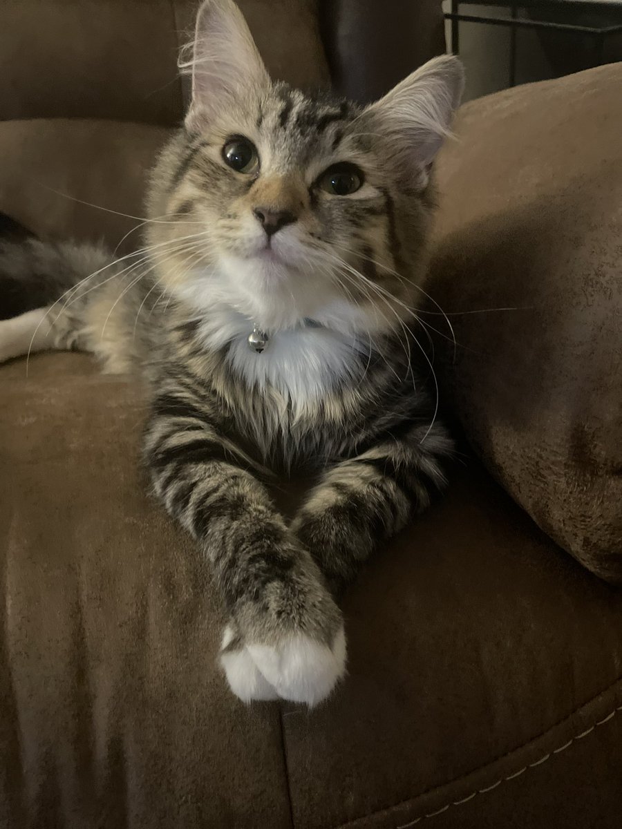 Mloveit2's tweet photo. My baby #BMO aka Fluffy π he has so many personalities β¨
#tabbycat #CatsOfTwitter #ClassyCat #Mess2Message #YoungestKit #Crystal #Healer #Energy #Lion https://t.co/D3Q948htdR