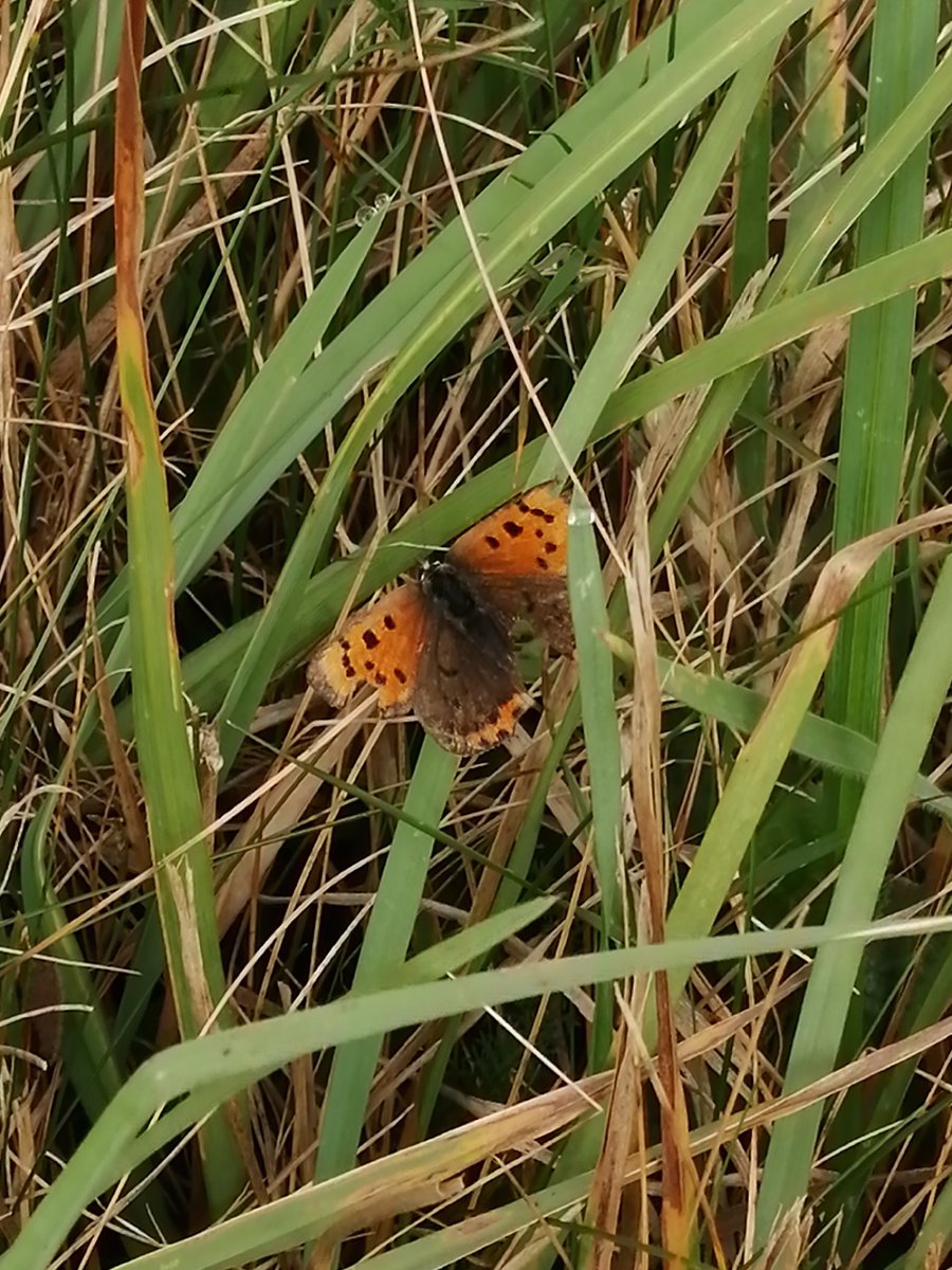 Geoff Jaques tweet media