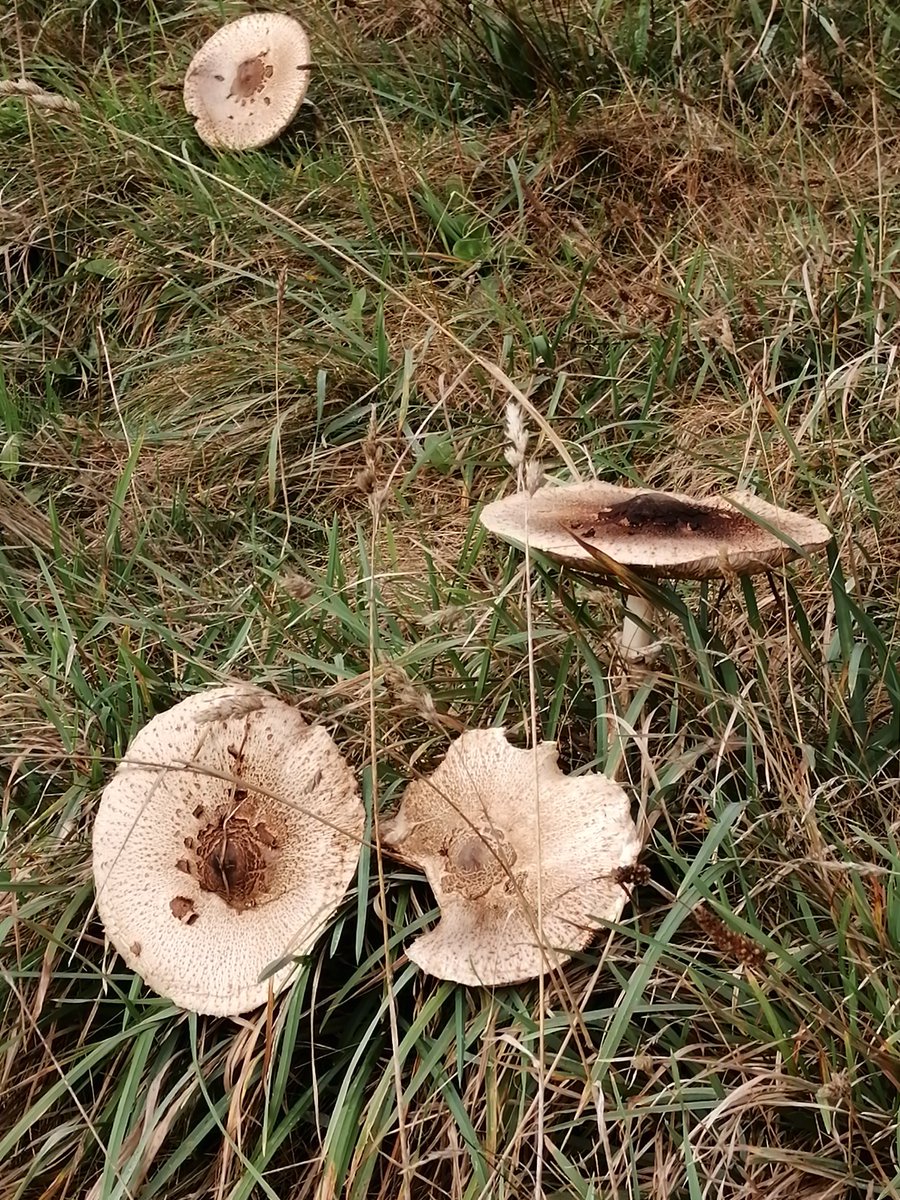 Is there a more exhilarating coastal walk in Wales than from Newgale to Solva? Walked many times over the last 20 years, never fails to deliver <a href="/WalksBritain/">Walks Around Britain</a> <a href="/PembsCoast/">Pembrokeshire Coast National Park</a> <a href="/Natures_Voice/">RSPB</a> <a href="/WildlifeTrusts/">The Wildlife Trusts</a>