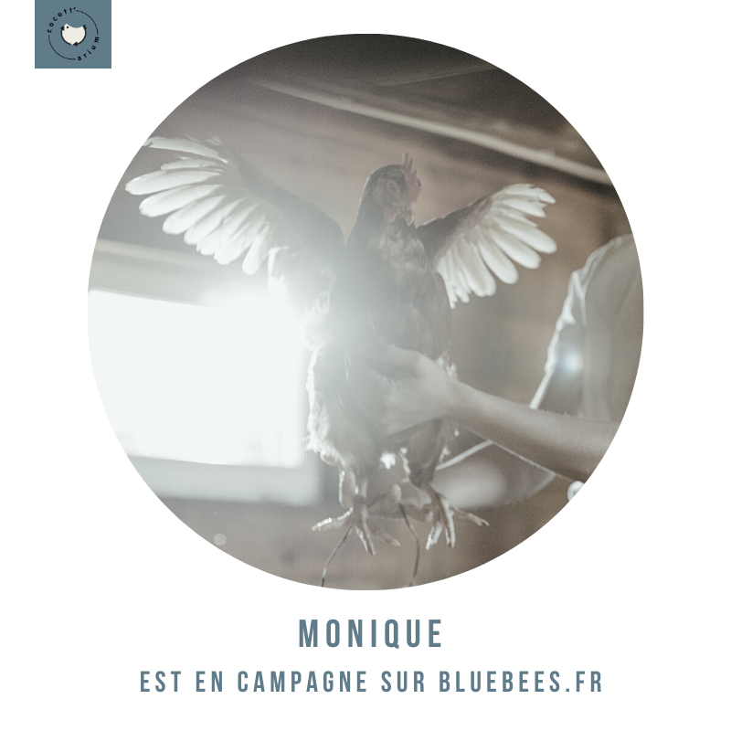bluebees.fr/fr/project/917…
- Monique est en campagne -
C’est parti, Cocott’arium déploie ses ailes grâce à vous ! Monique et l’équipe Cocott’arium lancent leur campagne de financement participatif ! Et nous avons besoin de vous ! Rendez-vous autour d’une omelette pour fêter ça.
