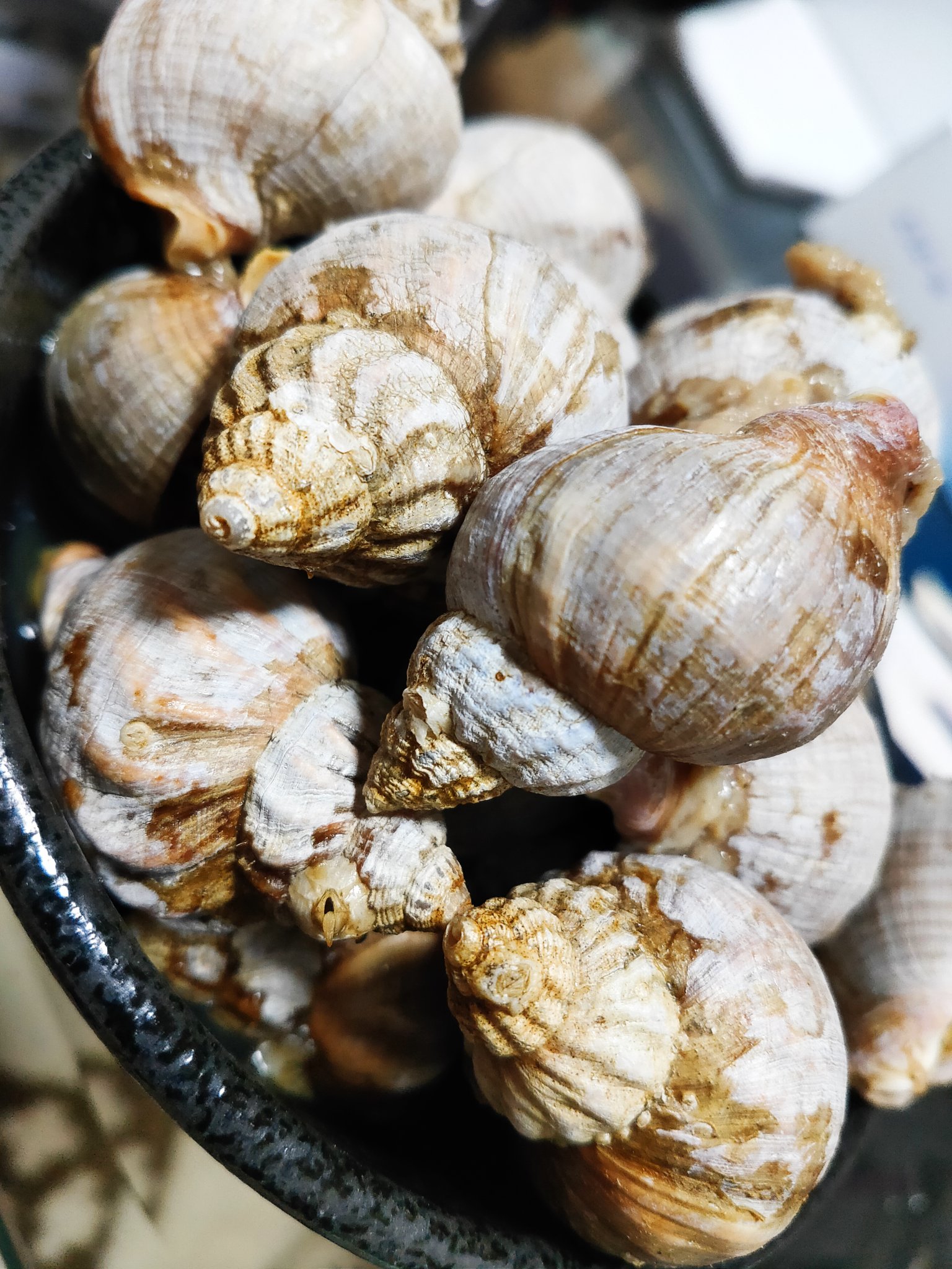 ニナ貝 Twitter Search Twitter