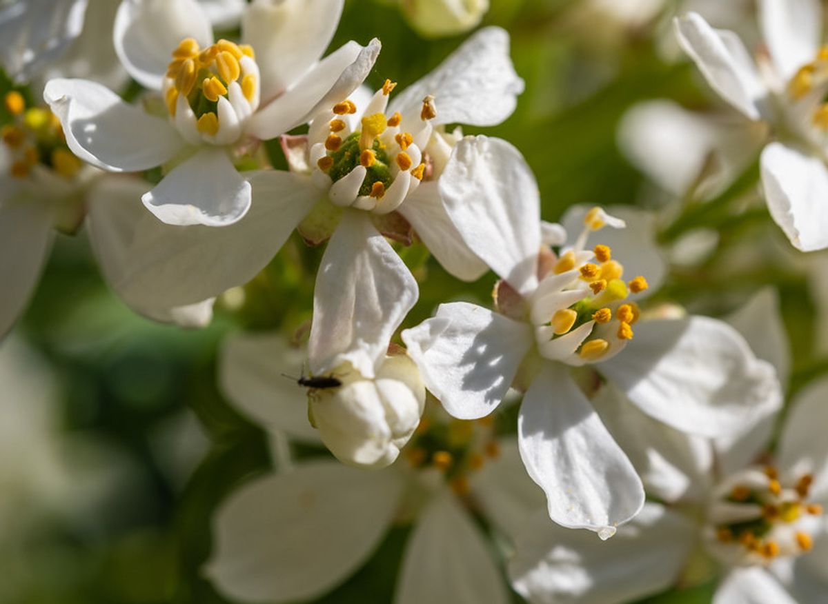 SalonDuBienEtre's tweet photo. Issue de la fleur de Bigaradier, l’huile essentielle de Néroli est un incontournable de l’aromathérapie. 

Découvrez les 5 vertus de cette huile 👇

#BEMD #BEMD2022 #bienetre #zen #bonheur #sérénité #healthy #sante #naturel #huileessentielle
#aromathérapie https://t.co/fH4UluE7AA https://t.co/obLhshqt57