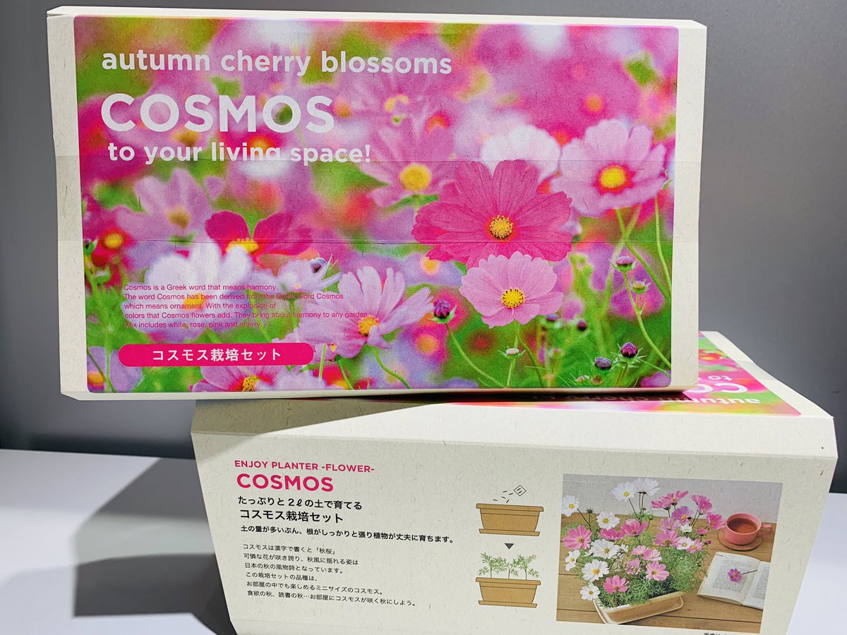 秋桜 ページ NIKE✓W SHOX Z✓ │ABC-MART GRAND STAGE │ ショップブログ