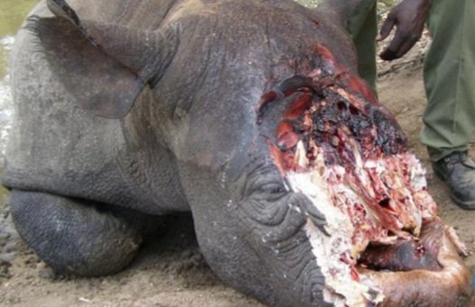 ZimPolice has just confirmed the arrest of two men who were found in possession of a Rhino🦏 horn weighing 6.5kg in Bulawayo🇿🇼.

4yrs ago, #MostWanted Rhino Poaching KingPin ,Dumisani Moyo was arrested in Bulawayo🇿🇼, extradited to 🇧🇼 but later released on bail💔💔
📸 <a href="/IUCN/">IUCN</a>