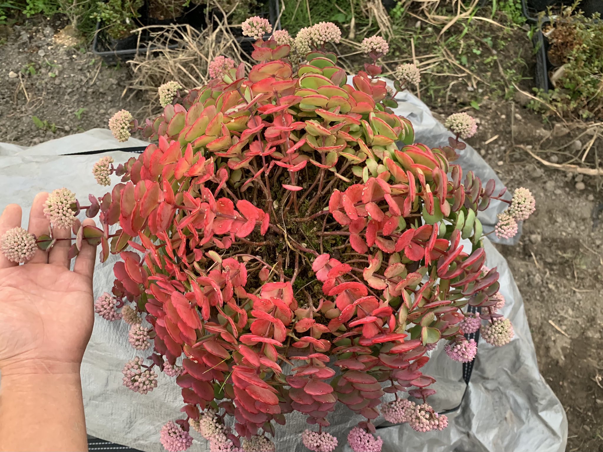 See Zhuuyre1dkizjzl S Tweet Twitter