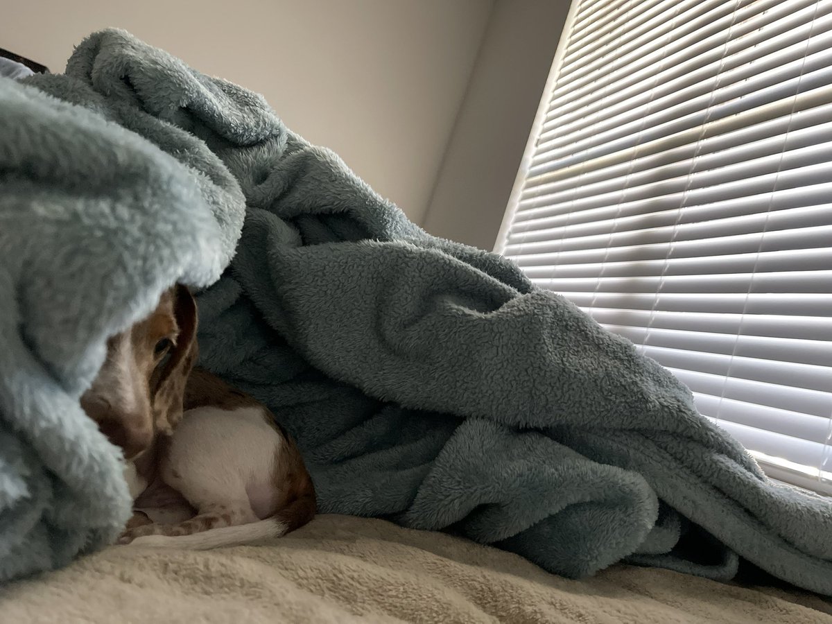 wen new free bean drop?