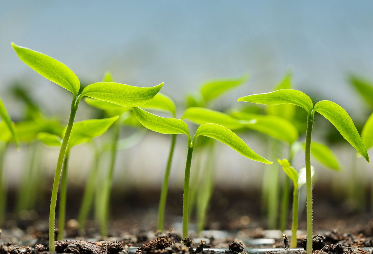 #WinterSchool | Image Analysis on Plant Phenotyping. You can now register. 

 📅 7 -11 February 2022
📍 Wageningen Campus 
👉bit.ly/3BMdI03

<a href="/LVallinga/">Liesbeth Vallinga</a> @RickvdZedde <a href="/WURplant/">WUR Plant</a> <a href="/DataWUR/">WURdata</a> @NPEC_nl <a href="/I_P_P_N/">IPPN</a> <a href="/IPPNImagingWG/">IPPNImagingWG</a>