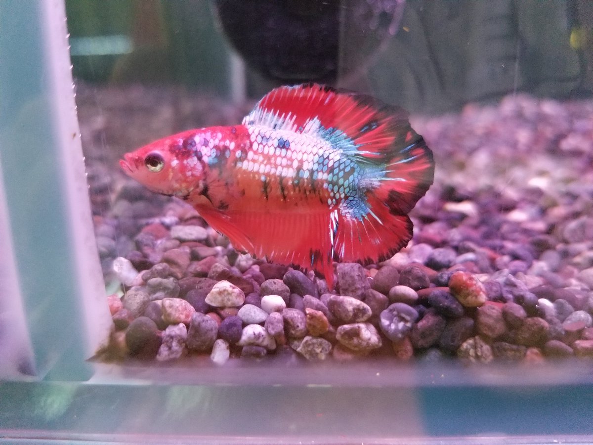 かねだい本町田店 観賞魚 爬虫両生類 小動物部門 K Honmachida Twitter かねだい本町田店 観賞魚 爬虫両生類 小動物部門 K Honmachida Twitter