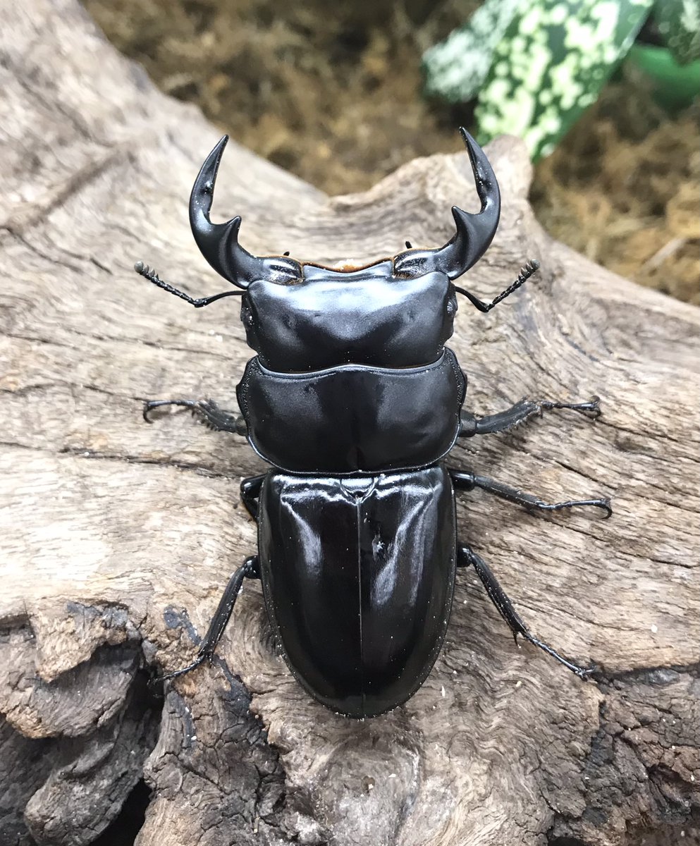 ランバージャック横浜店 飼育品ミャンマーアンタエウスが入荷しました 70mmupペア F1 ミャンマー チン州 ティディム サイズはそこそこですが 累代の浅い稀少なペアです ご興味のある方はお問い合わせ ご来店お待ちしております 渓太