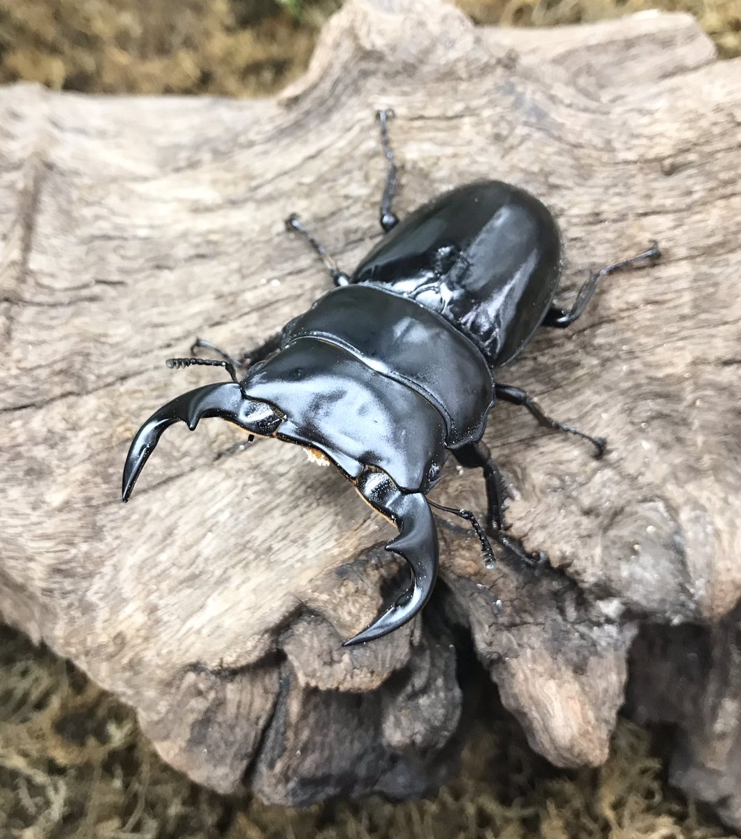 ランバージャック横浜店 飼育品ミャンマーアンタエウスが入荷しました 70mmupペア F1 ミャンマー チン州 ティディム サイズはそこそこですが 累代の浅い稀少なペアです ご興味のある方はお問い合わせ ご来店お待ちしております 渓太