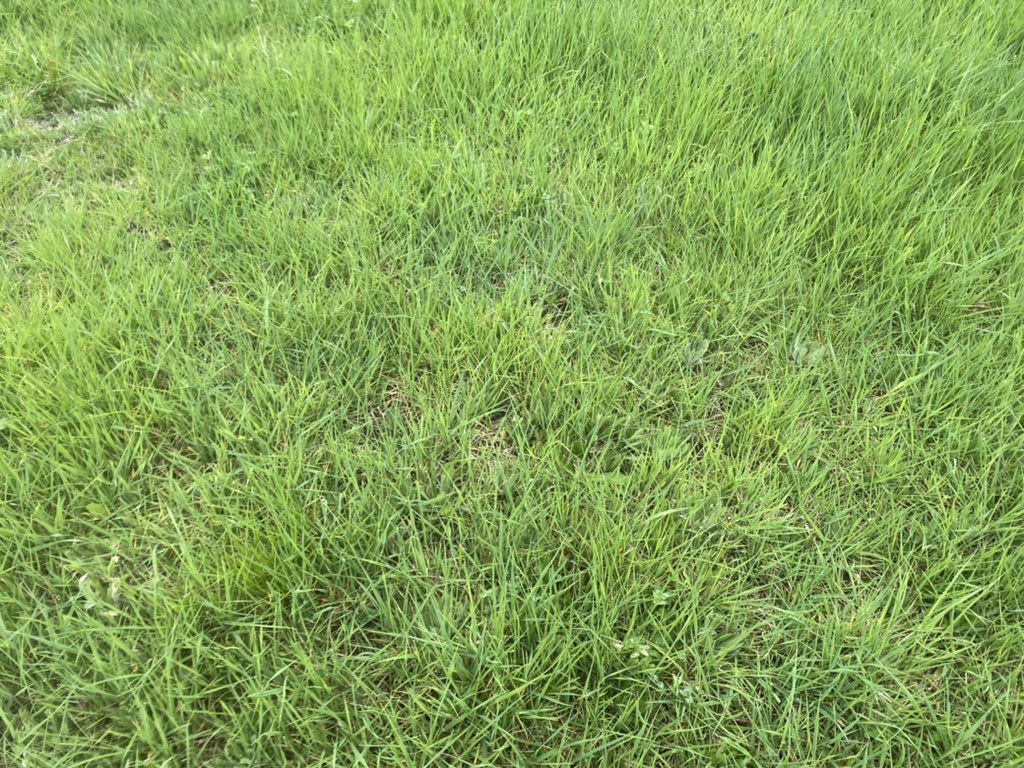 DrRWSmith's tweet photo. The effect of competition. Reintroducing clovers into grass (phalaris) dominant swards. Direct drilled red clover. Roundup @ 0.5l/ha held the phalaris back and allowed establishment vs nil @TasInAg @meatlivestock @TheForageForum https://t.co/Dur5kmF304