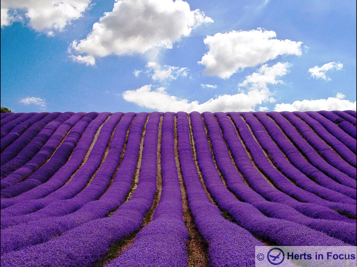 hertsinfocus's tweet photo. “Lavender Velvet”, Hitchin 
📷 Mary Patrick @mogeophotographic 

One of 30 images from a charity online photography exhibition “Herts in Focus 2021”celebrating beautiful landscapes and places across Hertfordshire.

Please visit https://t.co/1ogjLYOYvm to view the Exhibition. https://t.co/ki73qrrxCW