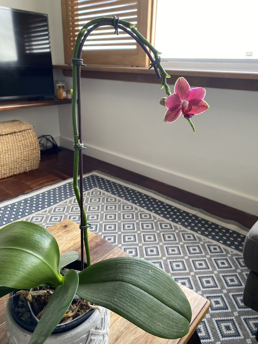 jesselsjanels's tweet photo. 30 years on this planet & just experienced for the first time, one of my orchids reflower🤭#orchid #reflower #stoked https://t.co/YzIJXHDdud