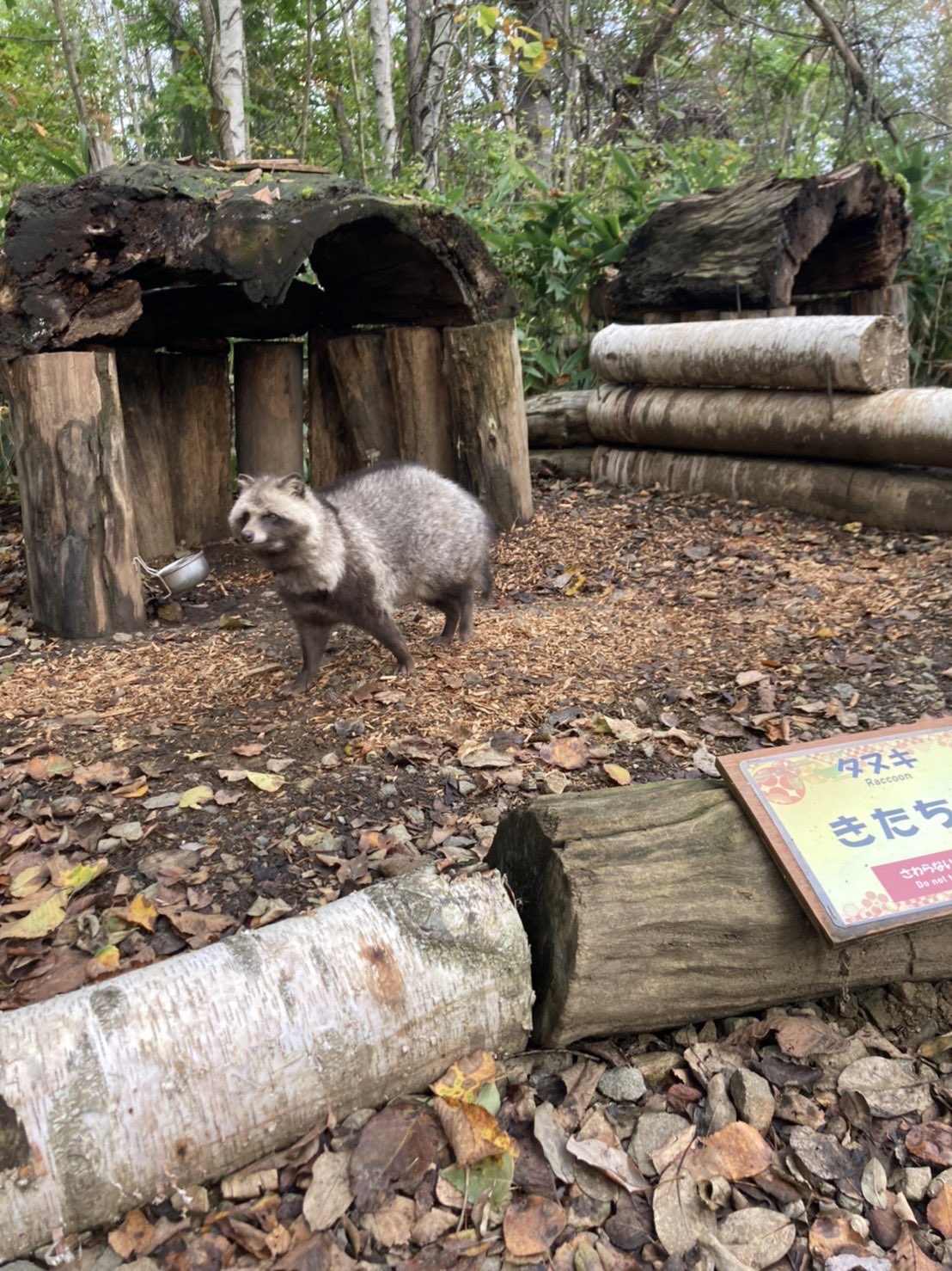 ノースサファリサッポロ 公式 ぶれてるホンドダヌキのきたち ぶれてるのもかっこいいよ ノースサファリサッポロ タヌキ もふもふ T Co Vhiiariwer Twitter ノースサファリサッポロ 公式 ぶれてるホンドダヌキのきたち ぶれてるのもかっこいいよ ノースサファリサッポロ タヌキ もふもふ T Co Vhiiariwer Twitter