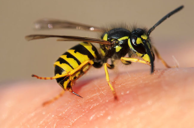 Alergia_Himenopteros tweet media