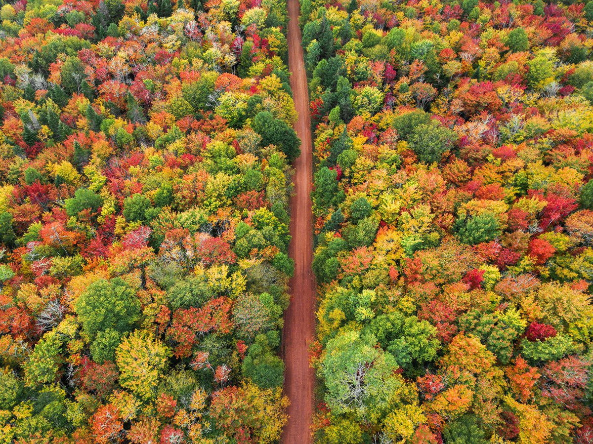 Our Island, in all it’s fall glory. 
The perfect season to explore some of PEI’s stunning walking trails🍂

 📍Confederation Trail Red Point