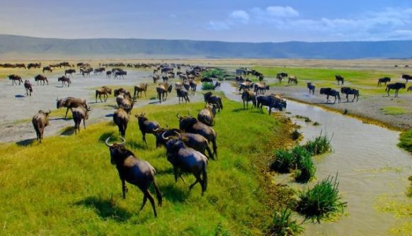FACT: Ngorongoro Conservation Area in northern Tanzania is among the most visited places in Africa.

It accounts for about 60% of the people who travel to Tanzania every year.