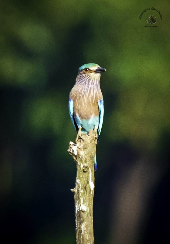 “ Indian roller bird “,Lord Ram is said to have spotted this beautiful bird, as he embarked upon his journey to kill Ravana — seeing it is considered auspicious on Dussehra day. #HappyDussehra . #IndiAves #sonyalpha #BBCWildlifePOTD @Avibase