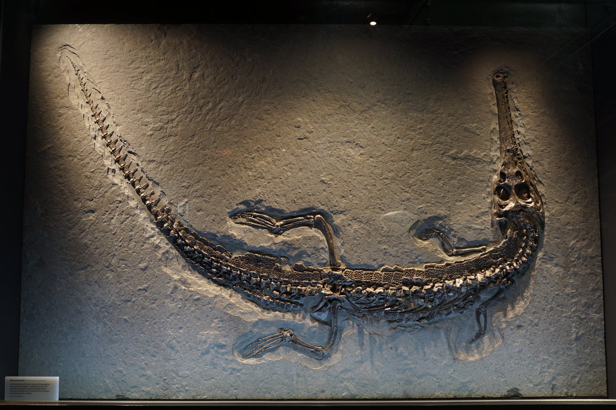 Complete skeleton of the teleosauroid Macrospondylus bollensis in dorsal view. Lower Jurassic (Toarcian) of Holzmaden (southwestern Germany).  Collection of the Naturmuseum in Winterthur (Switzerland).