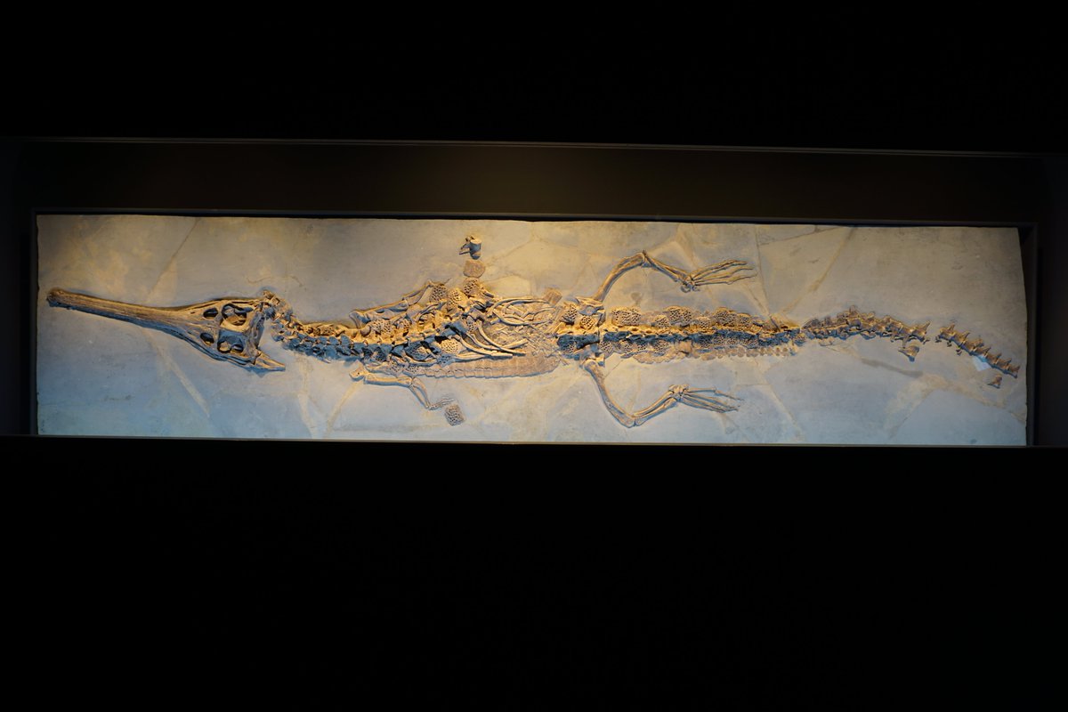 Complete skeleton of the teleosauroid Macrospondylus bollensis in dorsal view. Lower Jurassic (Toarcian) of Holzmaden (southwestern Germany).  Collection of the Naturmuseum in Winterthur (Switzerland).