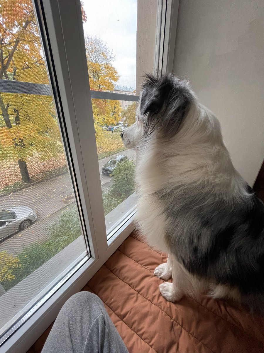 Liddy_Astarte's tweet photo. Это мы с Кукляшей высматриваем наблюдателя на воскресенье в квадрат к @Panda_KNK в помощь кинологу! Приди к нам бравый чесатель лесов #RT https://t.co/oP5AGXrz5g