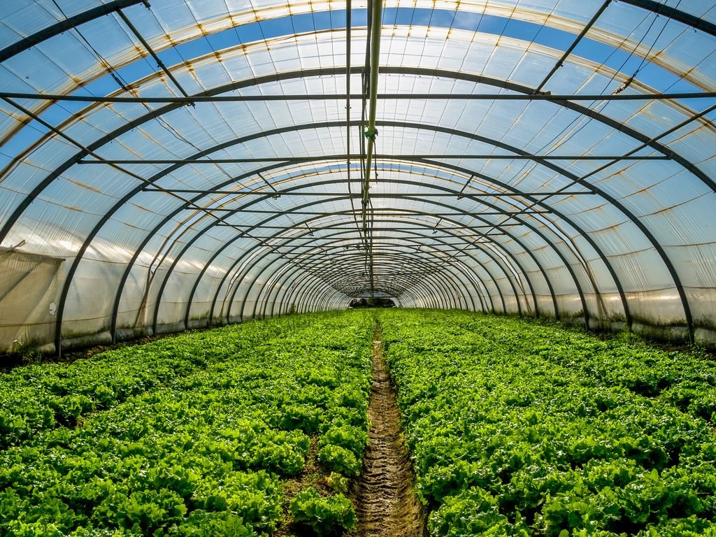 synnefa_KE's tweet photo. In our Friday #FarmSeries, we want to reiterate that nothing beats the #progression and #growth that we see and feel day after day. If you’re a farmer or farmers, this is for you.

⁣This is the #beauty of what we do! ⁣ https://t.co/15IZ145nLb