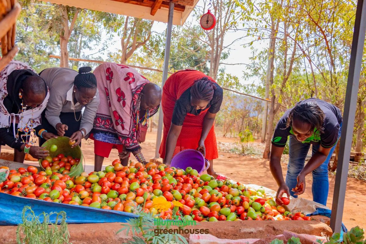 synnefa_KE's tweet photo. In our Friday #FarmSeries, we want to reiterate that nothing beats the #progression and #growth that we see and feel day after day. If you’re a farmer or farmers, this is for you.

⁣This is the #beauty of what we do! ⁣ https://t.co/15IZ145nLb