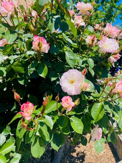 KEMH Memorial Garden looked stunning today as it hosted the annual Pregnancy and Infant Loss Remembrance Day Service providing an opportunity for families to reflect and to remember the babies who were lovingly anticipated and remain forever in their hearts.