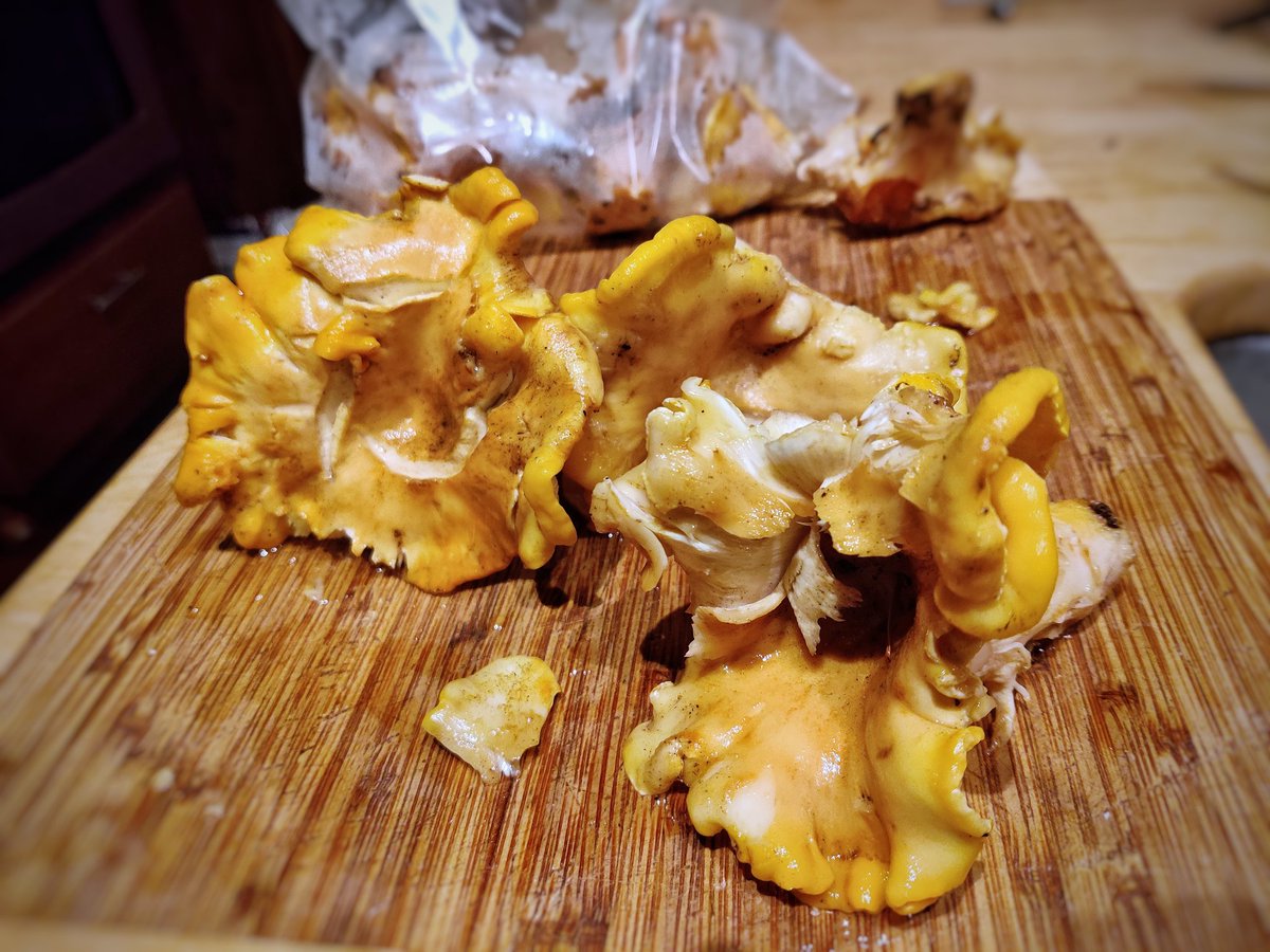 sed's tweet photo. Chanterelles. Seen in the forest and on the table. #chanterelles #chanterellemushrooms #rainbowchard #garlic #butter #cream #gnocchi #beavercreekoregon #foresttotable #forestfloor https://t.co/IerWimY95S
