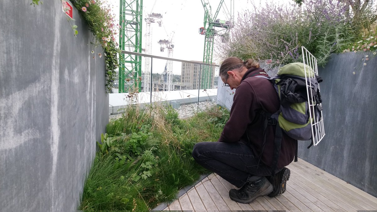 Great to review the success of #greenroofs as part of monitoring surveys with <a href="/wildTony2/">WildToni</a> for <a href="/argent/">Argent</a> at <a href="/kingscrossN1C/">King's Cross, N1C</a> - @WildLondon