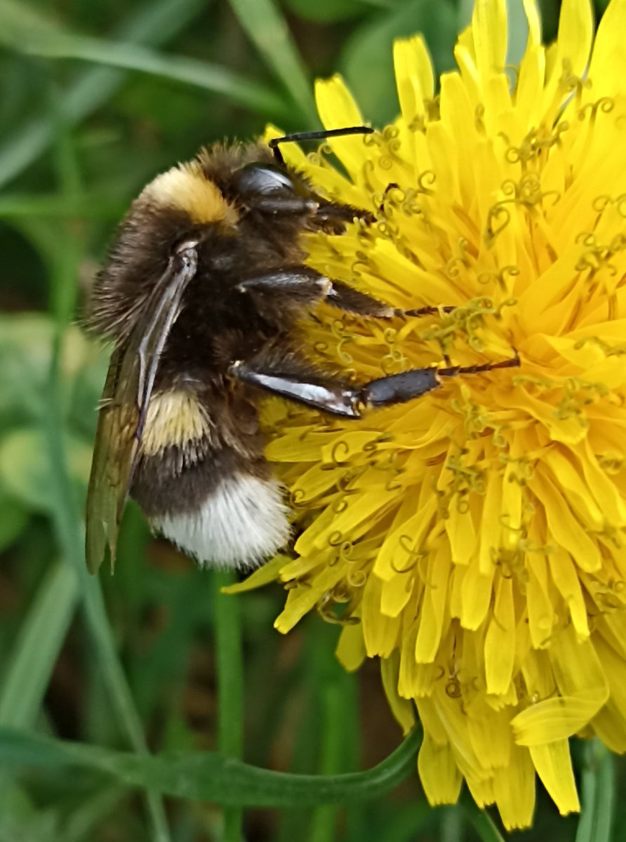 #bee #animal #naturlife #NaturePhotography