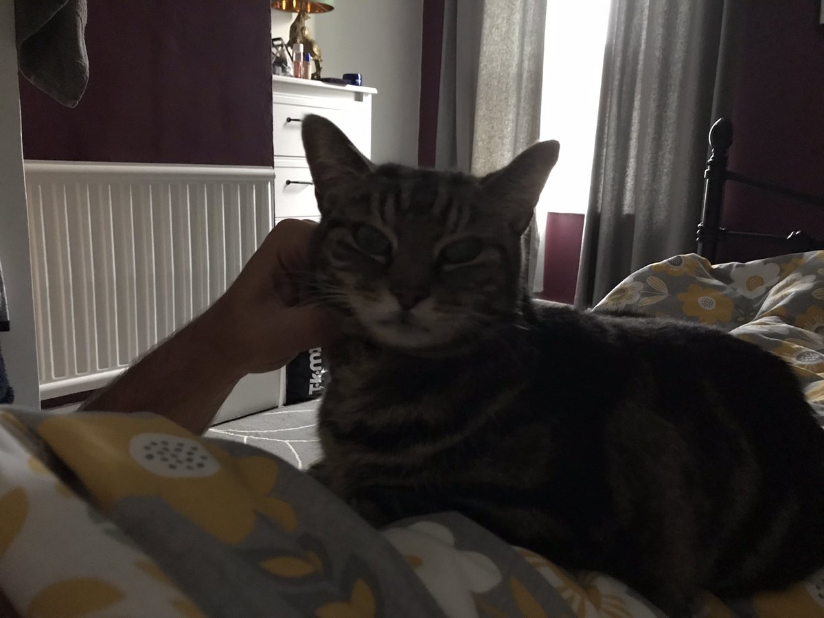 mici_moo's tweet photo. Face of a kitten! #FakeSaturday #TheyAreOffWork https://t.co/ZlsYLeJDb9